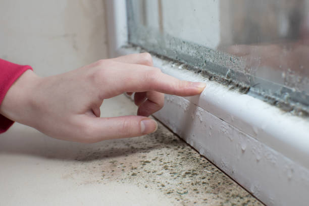 Trusted Wales, WI Mold Removal Experts